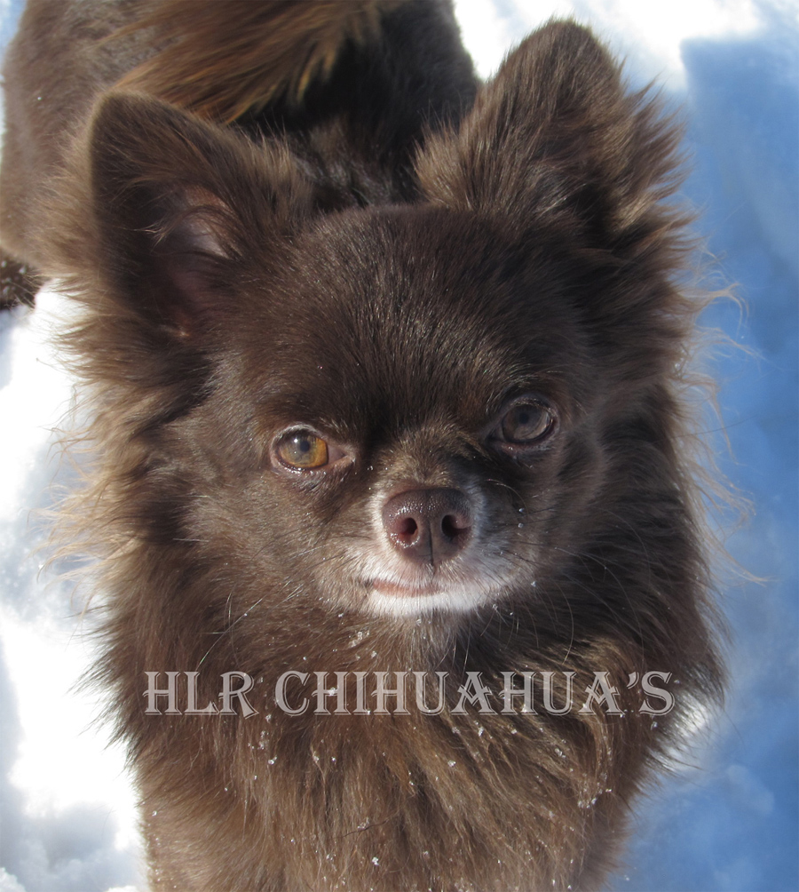 Chihuahua S